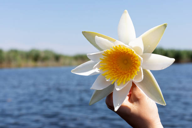 istock Holding water lily at the Danubian Delta 1161116471