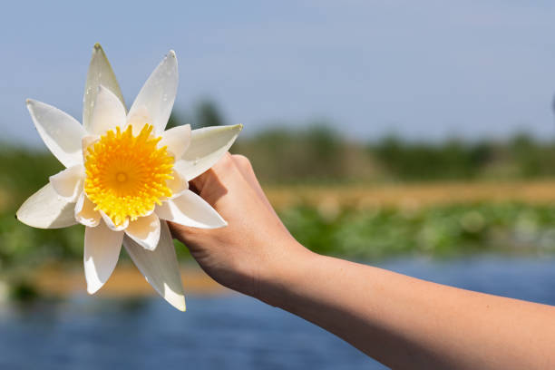 istock Holding water lily at the Danubian Delta 1161116475