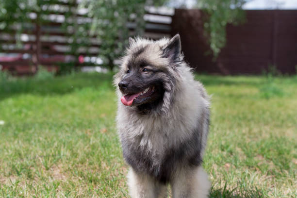 istock Deutscher wolfspitz is standing on a green meadow. Keeshond or german spitz. Pet animals. 1161116861