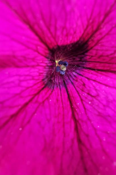 istock Closeup of a colourful flower 1161117195