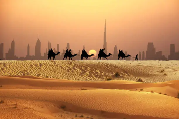 Camel tourists caravan walking on sunset desert near Dubai skyline