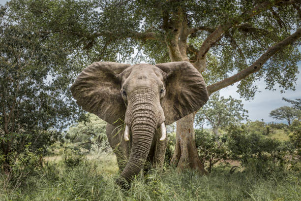 elefante de arbusto africano en el parque nacional kruger, sudáfrica - provincia de mpumalanga fotografías e imágenes de stock