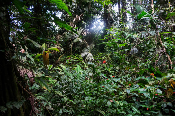Slightly blurred background with authentic green rainforest, jungle of Amazon River basin in South America