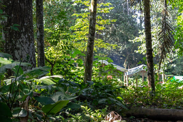 istock Blurred background with authentic rainforest, jungle of Amazon River basin in South America 1161119015