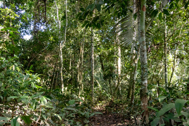 istock Blurred background with authentic rainforest, jungle of Amazon River basin in South America 1161119017
