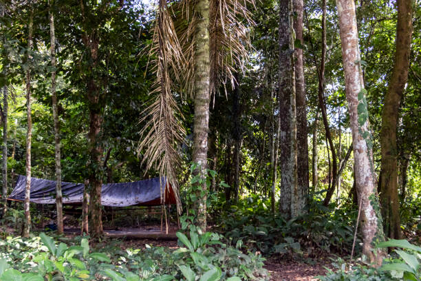 istock Blurred background with authentic rainforest, jungle of Amazon River basin in South America 1161119028