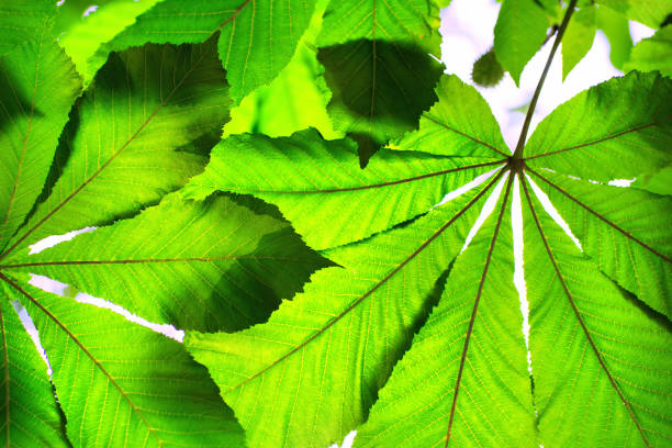 istock Green chestnut leaves against the sky 1161119169
