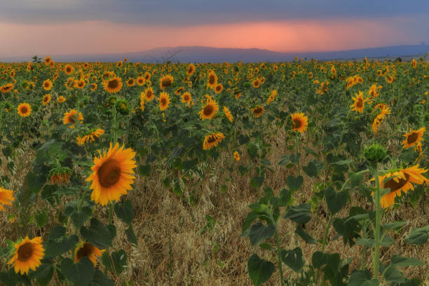 istock Sunflowers field at sunset in the mountains 1161120295