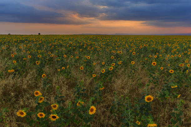 istock Sunflowers field at sunset in the mountains 1161120318