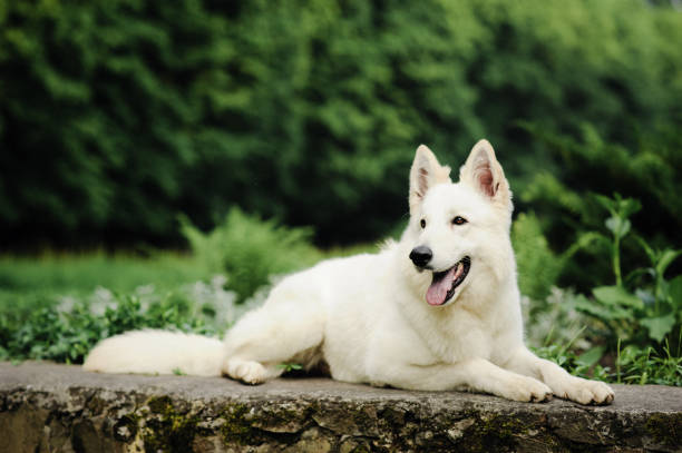 istock white swiss shepherd poses in nature 1161121638