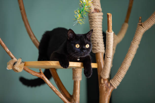 Black cat on a hand made cat tree Black cat hunting on a hand made cat climbing tere british shorthair cat photos stock pictures, royalty-free photos & images
