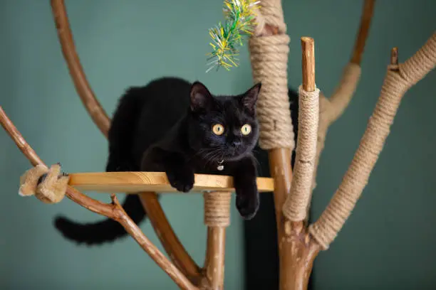 Photo of Black cat on a hand made cat tree