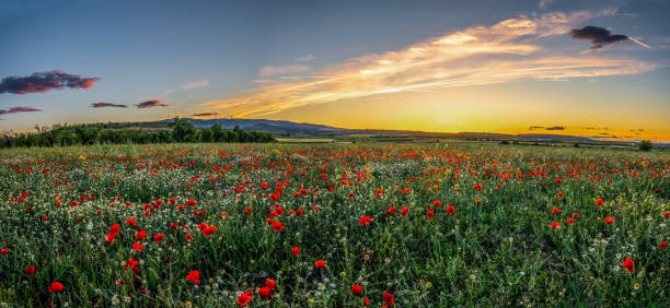 istock Panoramic view of a red poppies field with a cloudy blue sky during a sunny spring day - Image 1161123164