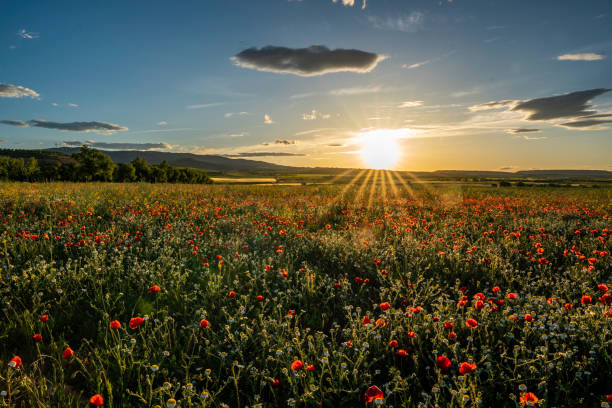 istock Panoramic view of a red poppies field with a cloudy blue sky during a sunny spring day - Image 1161123168