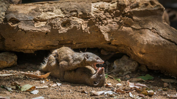Two Common dwarf mongoose fighting in Kruger National park, South Africa ; Specie Helogale parvula family of Herpestidae