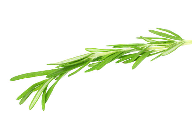 istock fresh rosemary leaves isolated on white background. 1161124031
