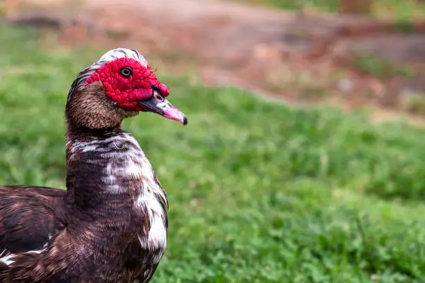 Photo of Muscovy Duck Resting in the Sun.