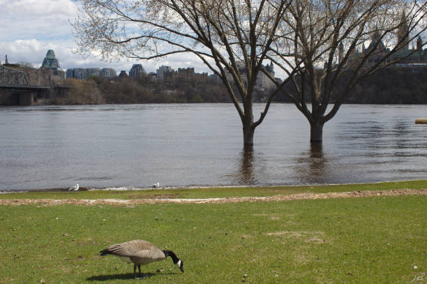 Two trees standing in the high waters in Ottawa's river after the flooding in May 2019.