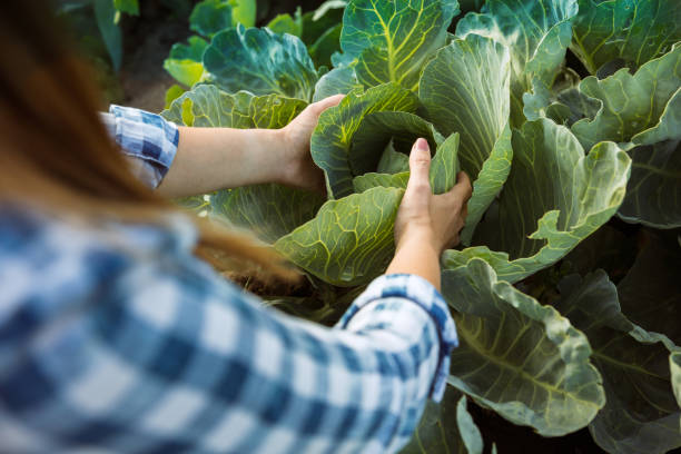 istock Young farmer working at his garden in sunny day 1161128642