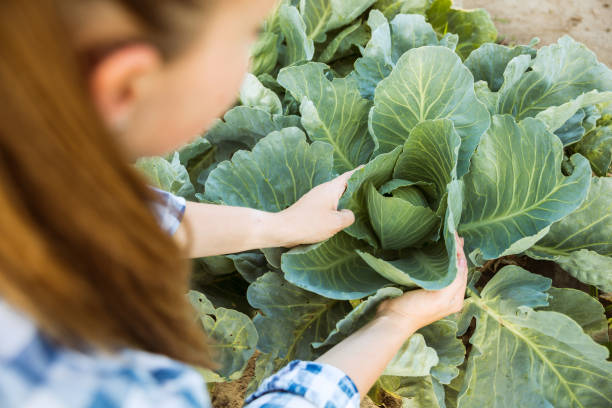 istock Young farmer working at his garden in sunny day 1161128651