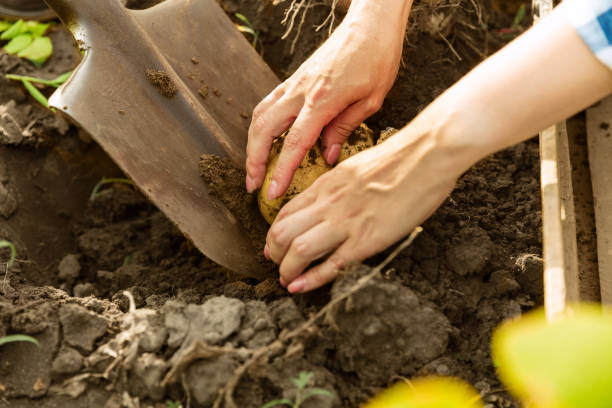 istock Young farmer working at his garden in sunny day 1161128676