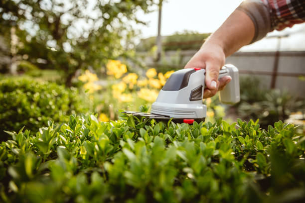 istock Young farmer working at his garden in sunny day 1161128725