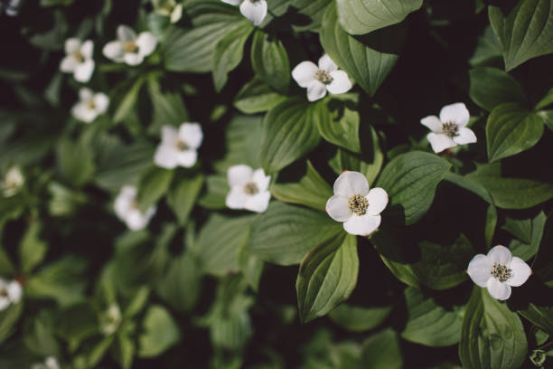 istock Close-Up Of White Flowering Plants 1161130021