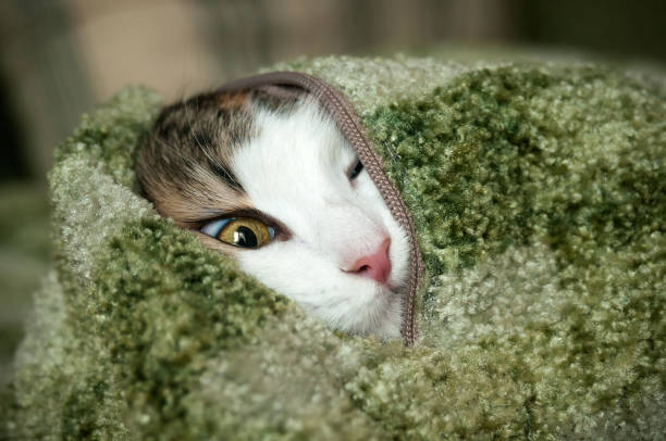 Little cat playing and hiding in a green blanket