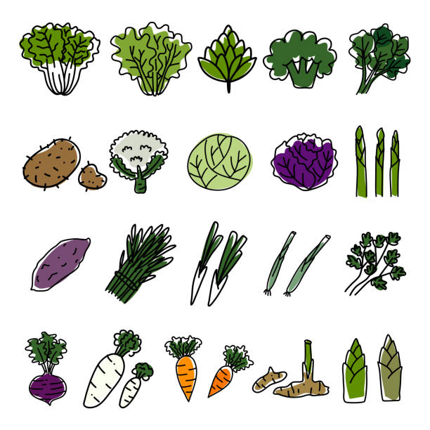 Vegetables Leafy flower head Underground vegetables,Hand drawn white cabbage stock illustrations