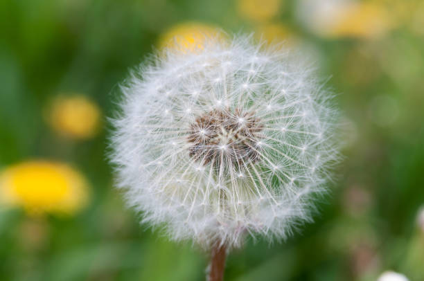 istock Dandelion summer day, close-up 1161130636