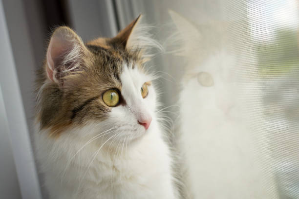 Happy Woman Loves The Cat Behind The Window And Cat Portre