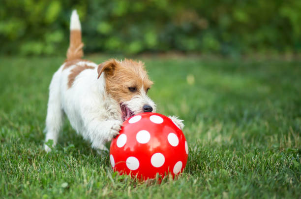 szczęśliwy pies szczeniak bawi się z przerywaną piłką - spotted dog zdjęcia i obrazy z banku zdjęć