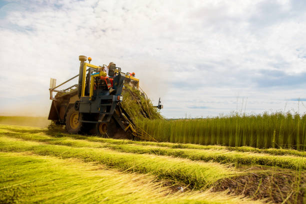 istock harvesting linen under the summer sunlight 1161133531