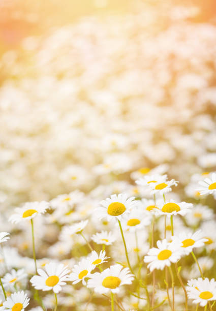 istock Field daisies on summer meadow. 1161136560