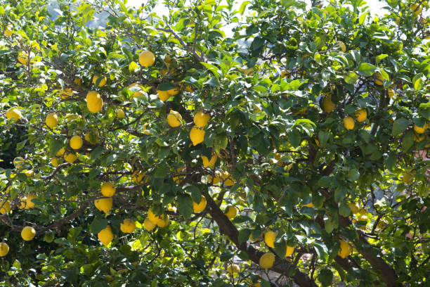 istock Lemon tree with ripe fruits in a local Greek orchard 1161136792