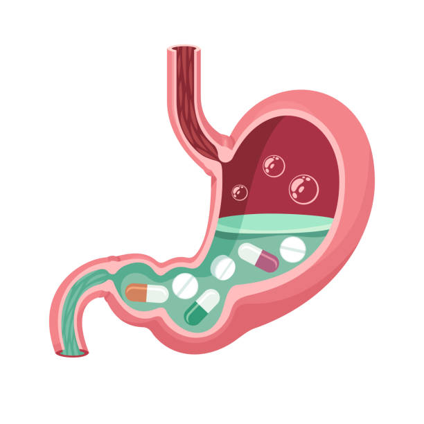 человеческий желудок с таблетками. - vitamin pill excess pill capsule stock illustrations