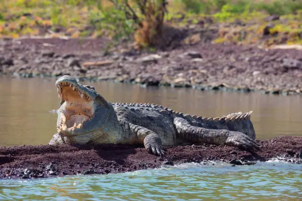 Photo of big nile crocodile, Chamo lake Falls Ethiopia