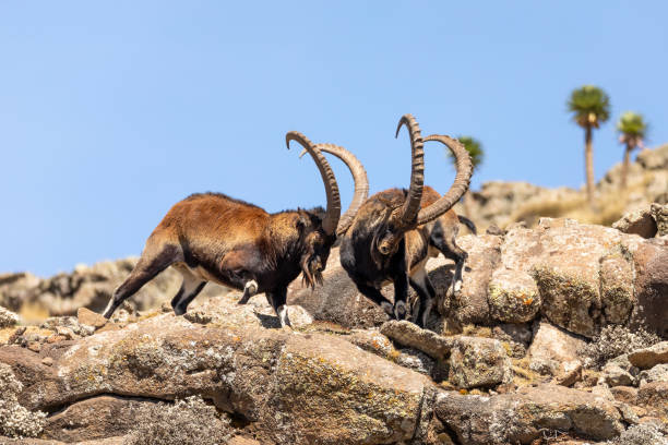 istock rare Walia ibex in Simien Mountains Ethiopia 1161138127