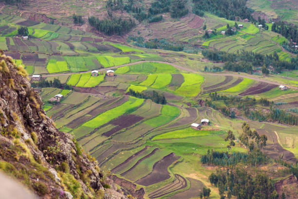 agriculture terraced fields in Ethiopia Green terraced fields in the mountain in Amhara province near city Weldiya with traditional african houses, Ethiopia agriculture concept. Africa danakil desert photos stock pictures, royalty-free photos & images