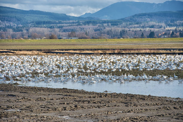 istock Snow Geese at Skagit Valley 1161138264