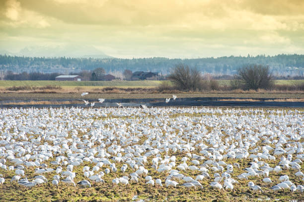 Skagit Valley Washington