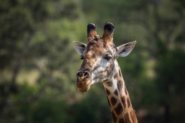 istock Giraffe in Kruger National park, South Africa 1161138720