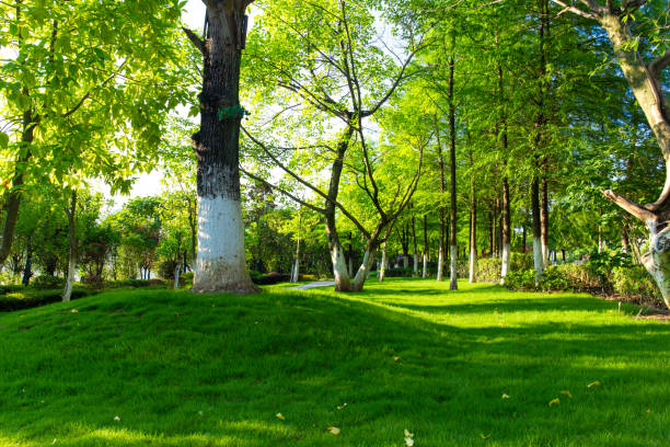 istock Clean and beautiful park, lush, sunny in sunny summer 1161139690