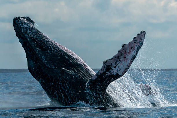 istock humpback whale breaching in cabo san lucas 1161140279