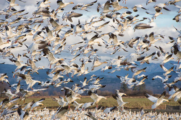 istock Snow Geese Landing 1161140484