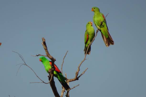 istock Red-winged Parrot. Aprosmictus erythropterus 1. 1161140824