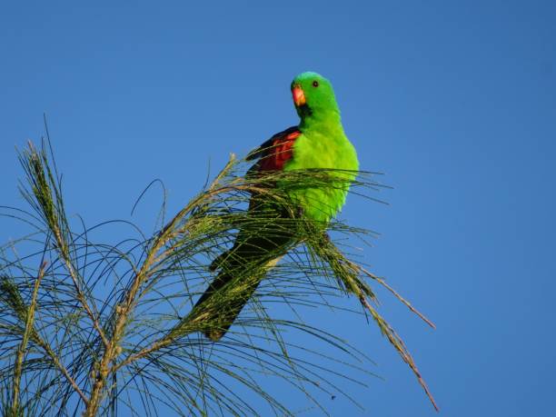 istock Red-winged Parrot. Aprosmictus erythropterus 3. 1161140840