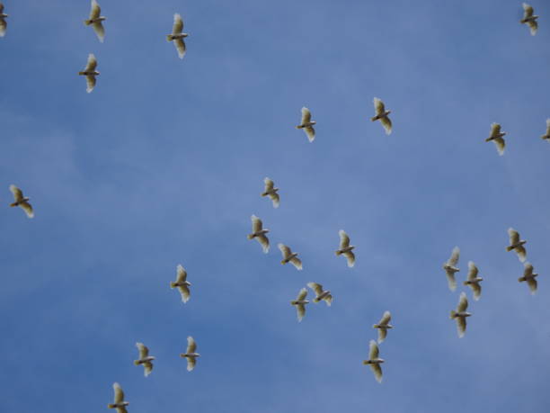 istock Little Corella - Cacatua sanguinea 8. 1161140896