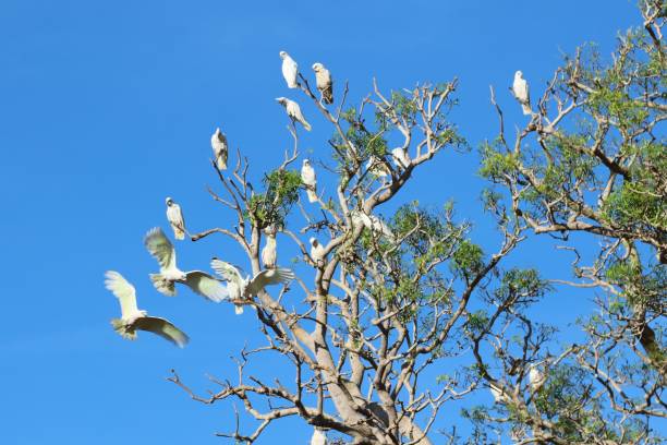 istock Little Corella - Cacatua sanguinea 5. 1161140897