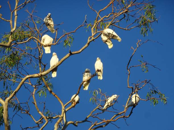 istock Little Corella. Cacatua sanguinea 1. 1161140901